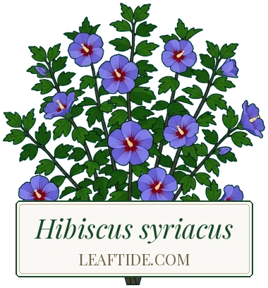 Hibiscus syriacus