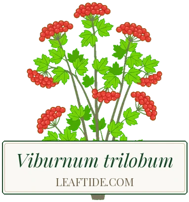 Viburnum trilobum