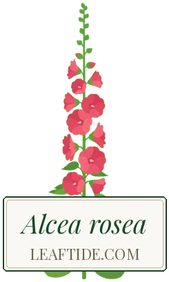 Alcea rosea