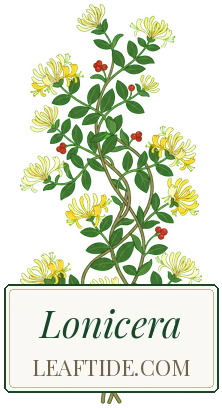 Lonicera