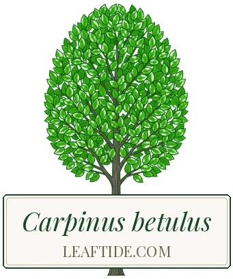 Carpinus betulus