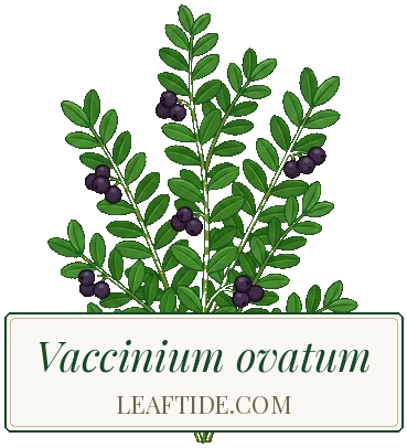Vaccinium ovatum