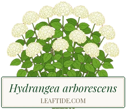 Hydrangea arborescens