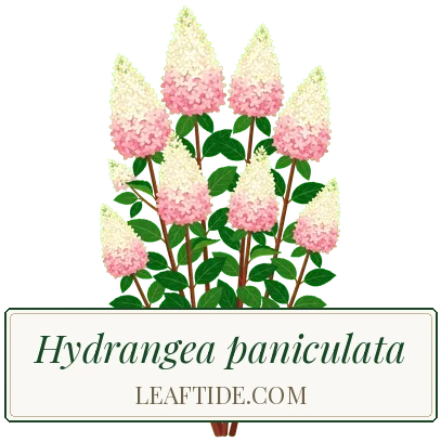 Hydrangea paniculata