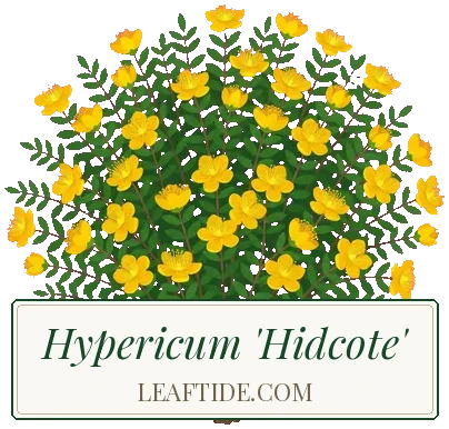 Hypericum 'Hidcote'