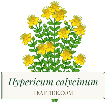 Hypericum calycinum