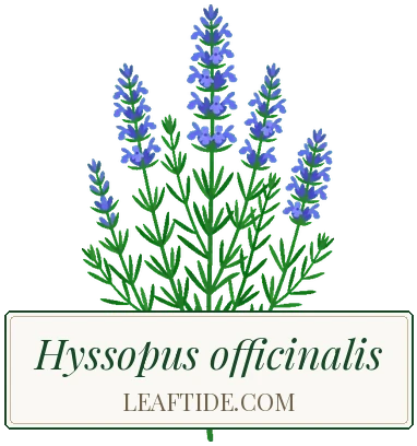 Hyssopus officinalis