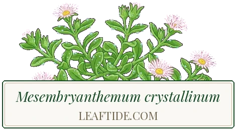 Mesembryanthemum crystallinum