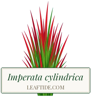Imperata cylindrica