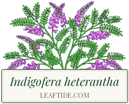 Indigofera heterantha