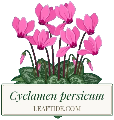 Cyclamen persicum