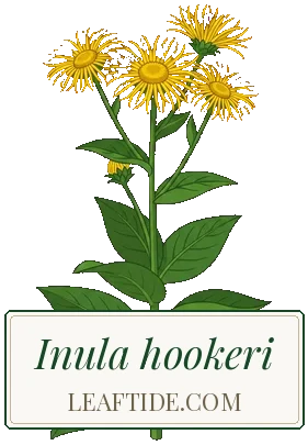 Inula hookeri