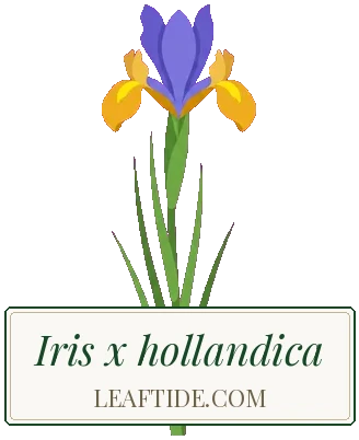 Iris x hollandica