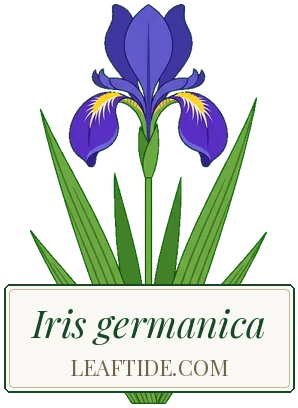 Iris germanica