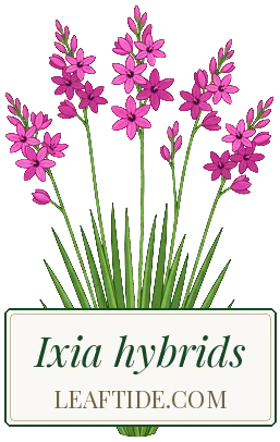 Ixia hybrids