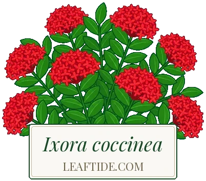 Ixora coccinea