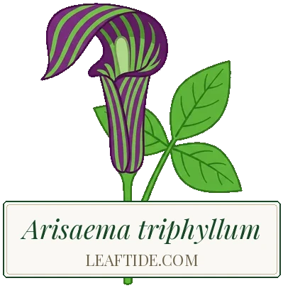 Arisaema triphyllum