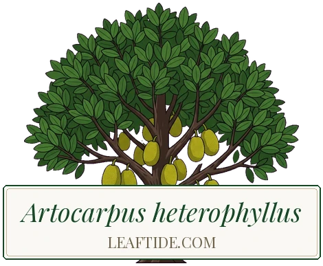 Artocarpus heterophyllus