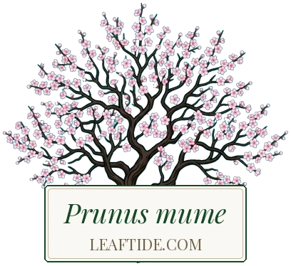 Prunus mume
