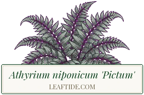 Athyrium niponicum 'Pictum'