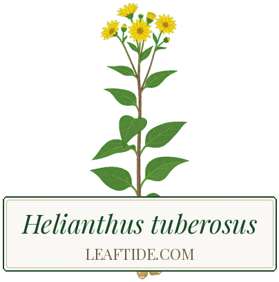 Helianthus tuberosus