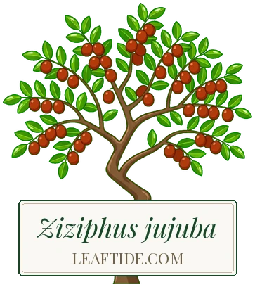 Ziziphus jujuba