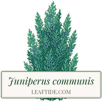 Juniperus communis