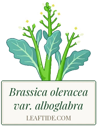 Brassica oleracea var. alboglabra