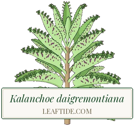 Kalanchoe daigremontiana