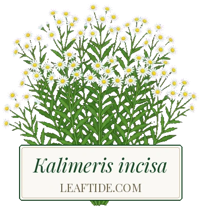Kalimeris incisa