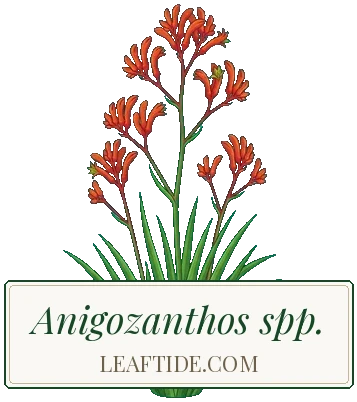Anigozanthos spp.
