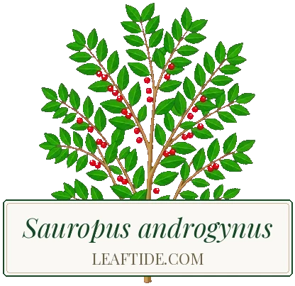 Sauropus androgynus