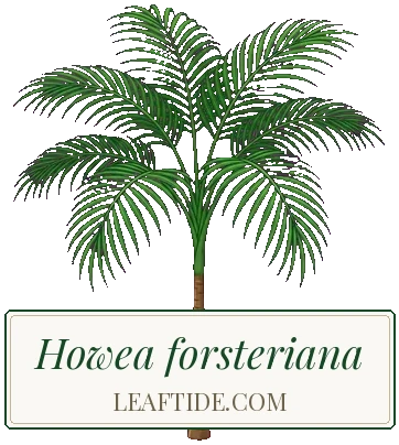 Howea forsteriana