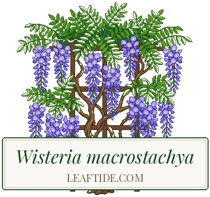 Wisteria macrostachya
