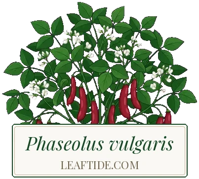 Phaseolus vulgaris