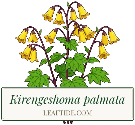Kirengeshoma palmata