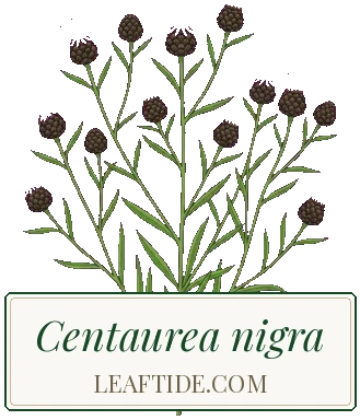 Centaurea nigra