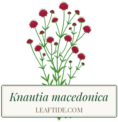 Knautia macedonica