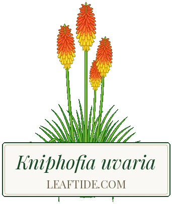 Kniphofia uvaria