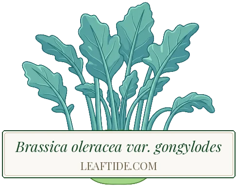 Brassica oleracea var. gongylodes
