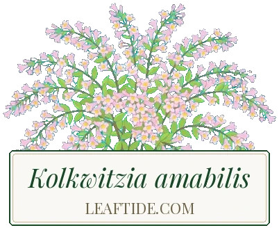 Kolkwitzia amabilis