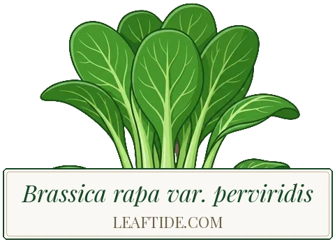 Brassica rapa var. perviridis