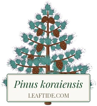 Pinus koraiensis