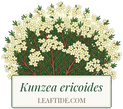 Kunzea ericoides