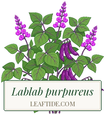 Lablab purpureus