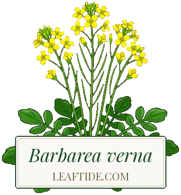 Barbarea verna