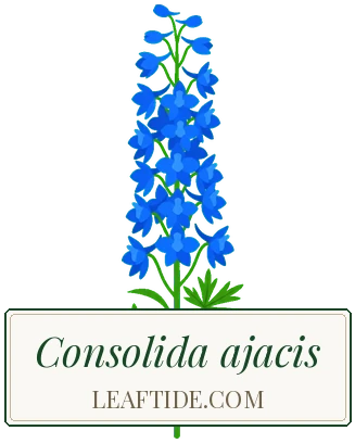 Consolida ajacis
