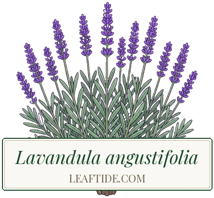 Lavandula angustifolia