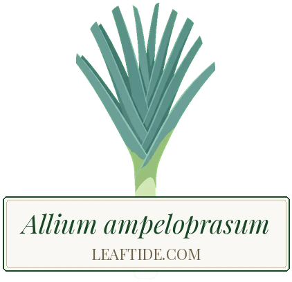 Allium ampeloprasum