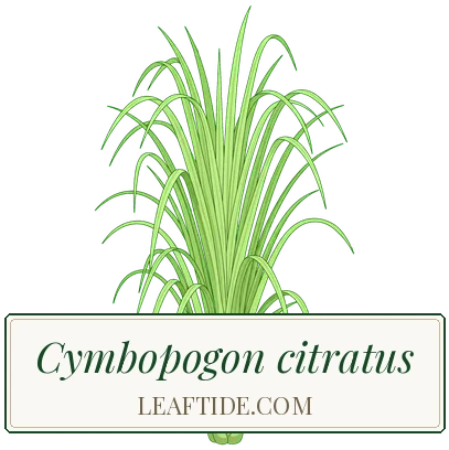 Cymbopogon citratus